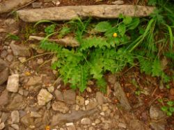 2013-06-22_Hirschhoerndl_Jochberg (088).JPG